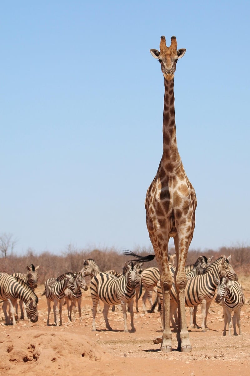 Jurassic Safaris
